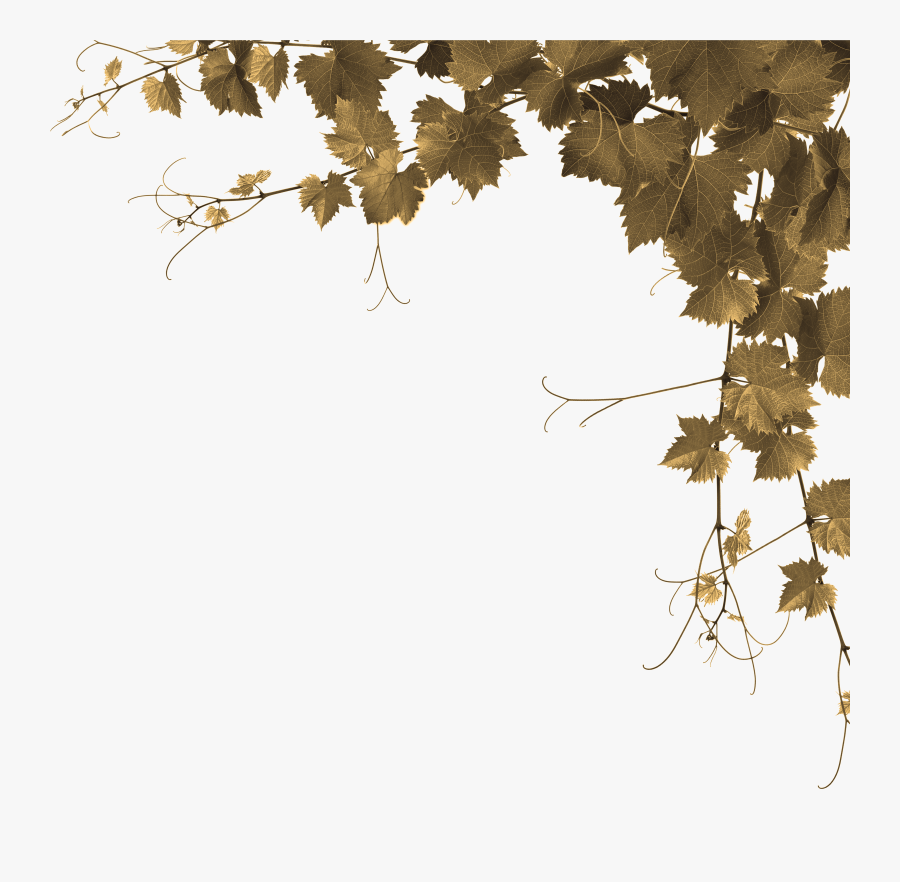 Grape Leaves Png - Parreira De Uva Desenho, Transparent Clipart