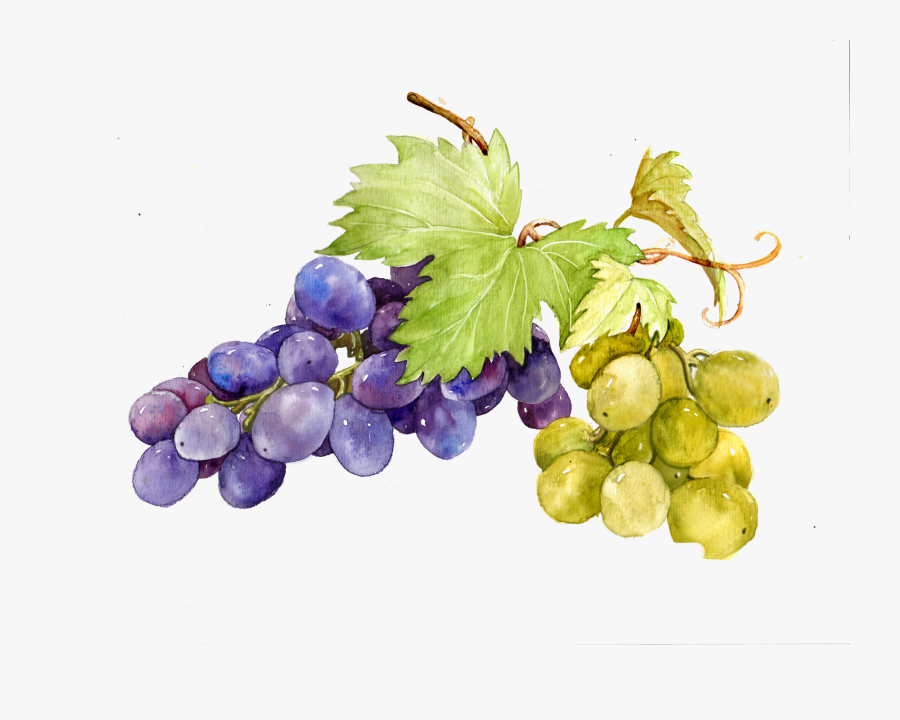 Watercolor Grapes And Leaves, Transparent Clipart