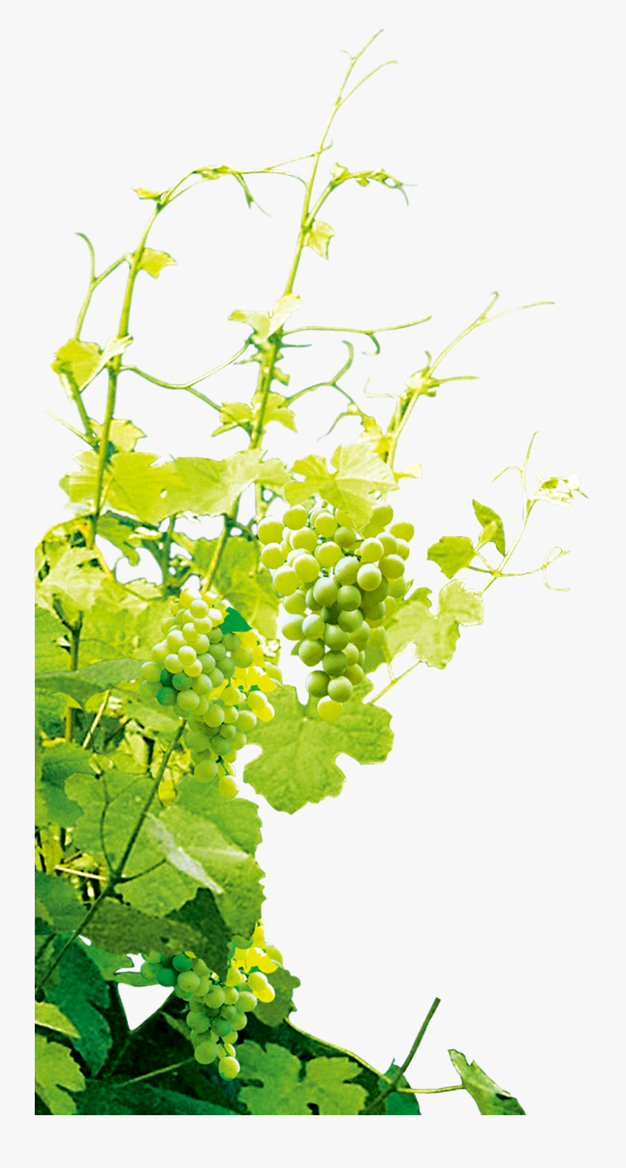 Transparent Background Grape Vines Png, Transparent Clipart