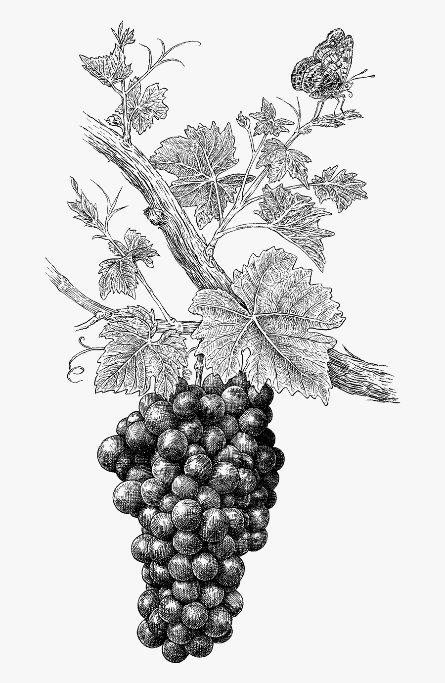 Transparent Wine Grapes Png - Grape Png Black And White, Transparent Clipart