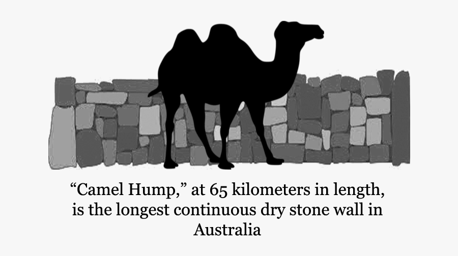 Arabian Camel, Transparent Clipart