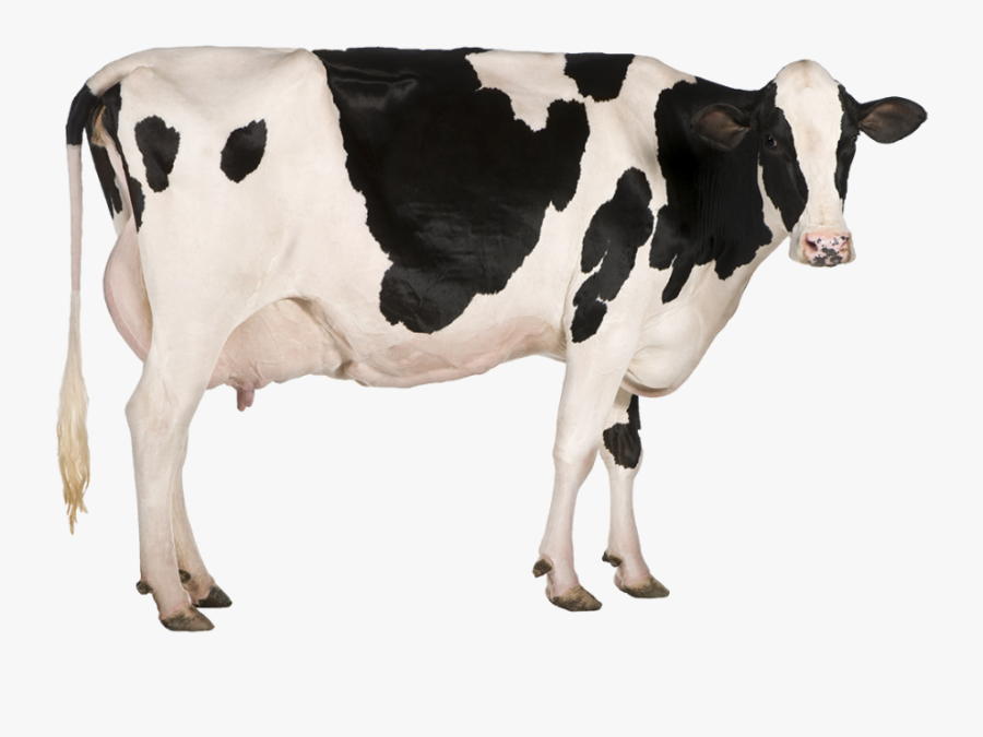 Transparent Brown Eye Clipart - Dairy Cow, Transparent Clipart