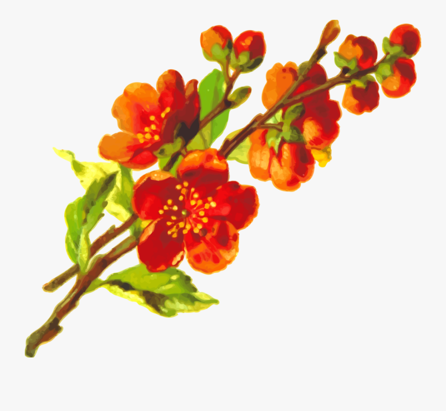 Plant,flower,blossom - Orange Flower Png Aesthetic, Transparent Clipart