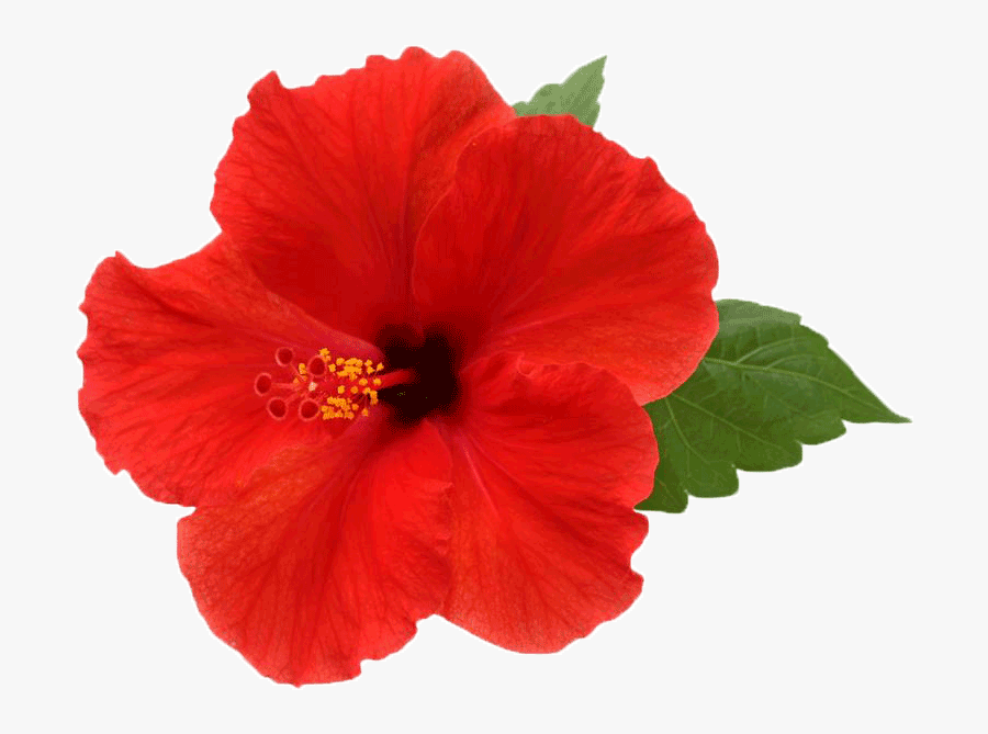 Transparent Hibiscus Clipart Black And White - Hibiscus Png, Transparent Clipart