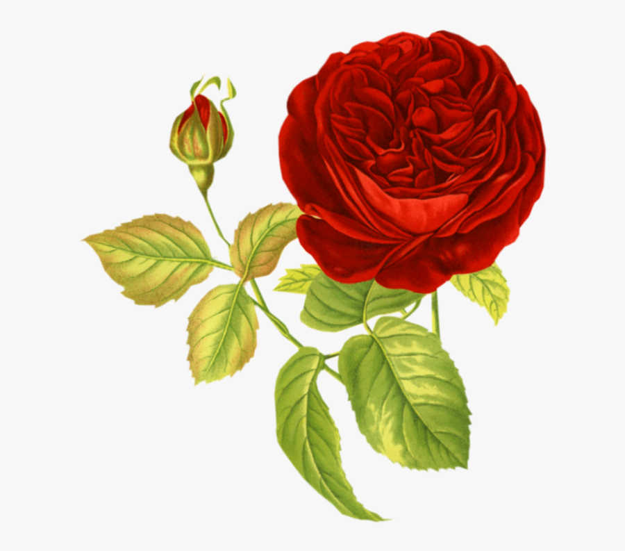 Transparent Rose Png - Red Rose Png Transparent Background, Transparent Clipart