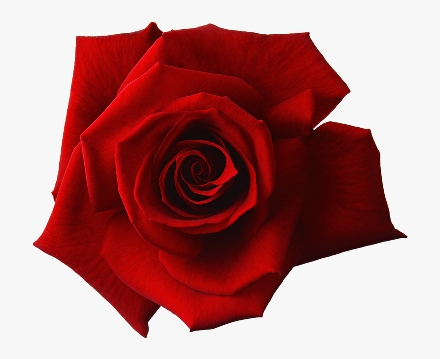 Red Rose Transparent Background, Transparent Clipart