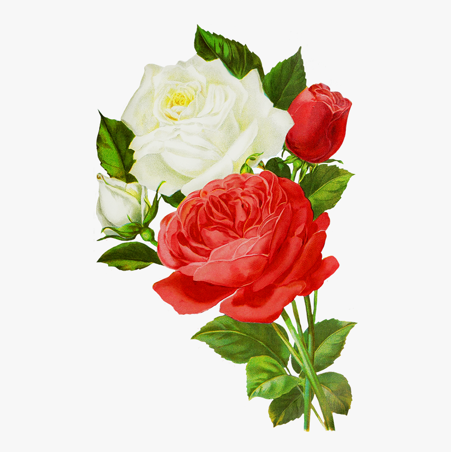 Clip Art Red Flowers Drawings - Red And White Rose Drawing, Transparent Clipart