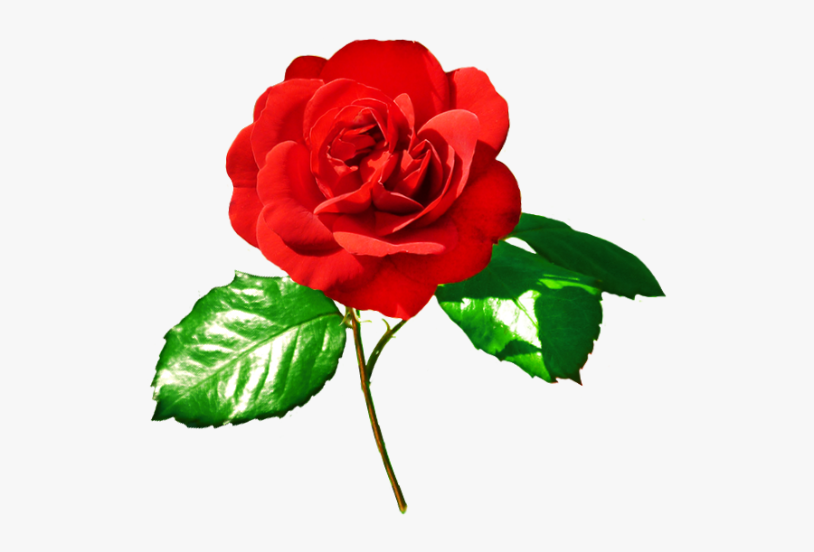 Red Rose Clipart Leaf Png - Red Rose With Green Leaves, Transparent Clipart