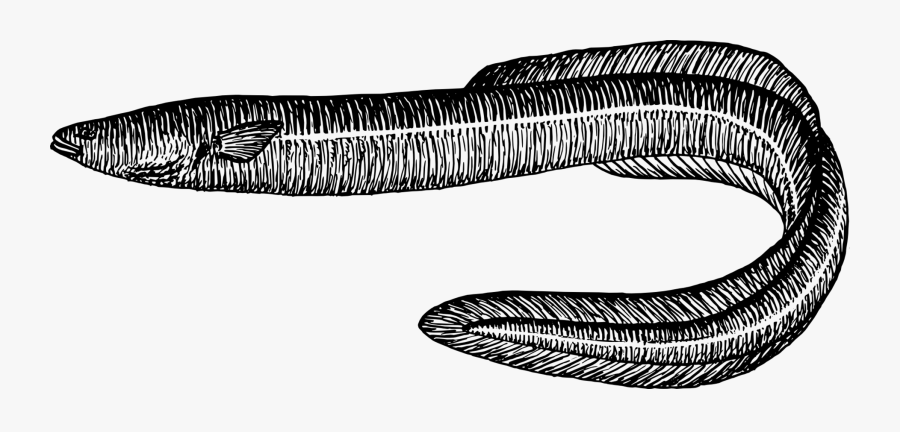Eel Clip Art Free Images Clipart To Use - Eel Fish Cliparts, Transparent Clipart