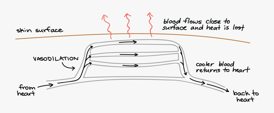 Diagram, Transparent Clipart