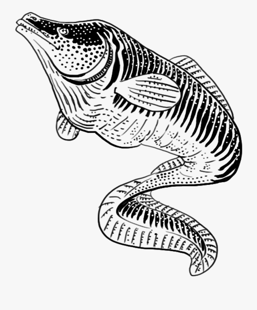 Clip Art Freeuse Download And Urikurik Eel - Illustration, Transparent Clipart