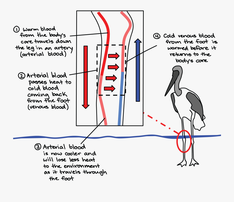 Countercurrent Flow In Birds, Transparent Clipart