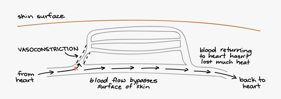 Vasoconstriction Thermoregulation, Transparent Clipart
