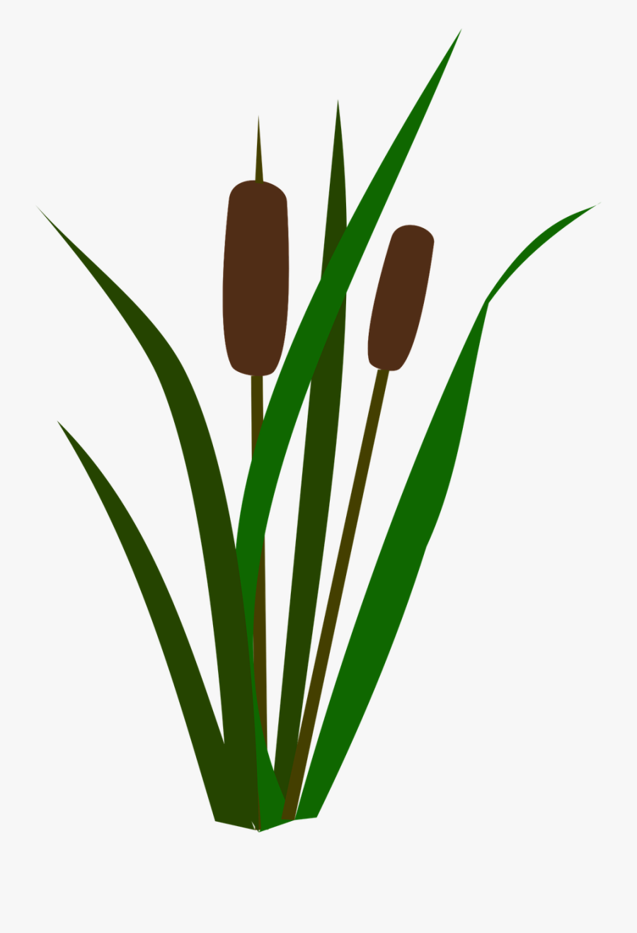 Cattails, Bulrush, Marsh, Nature - Cattails Graphic, Transparent Clipart