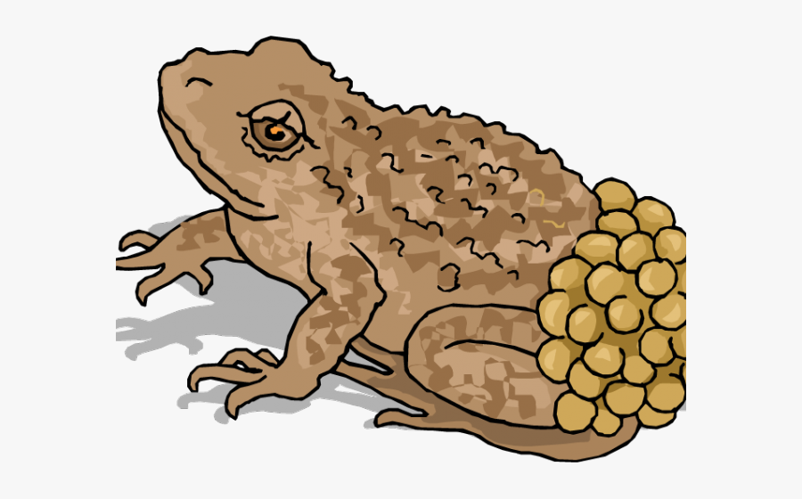 Animals That Lay Eggs Clipart Free Transparent Clipart Clipartkey