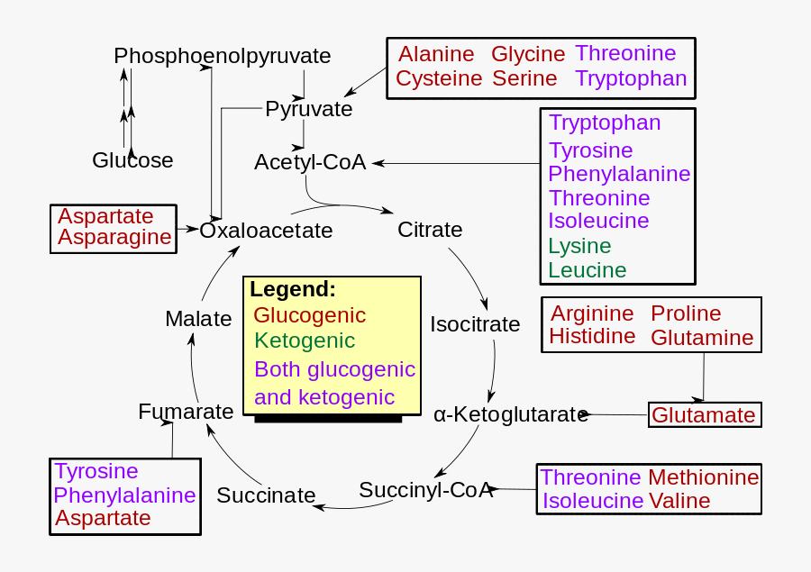 Amino Acid Catabolism Revised, Transparent Clipart