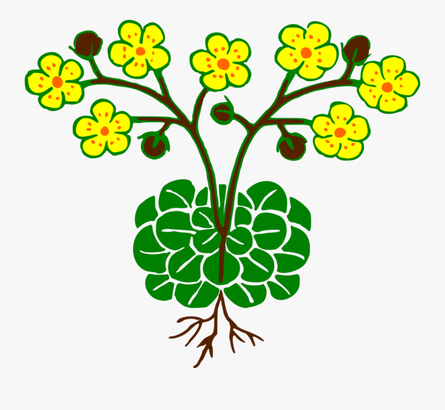 Plant,flora,leaf, Transparent Clipart