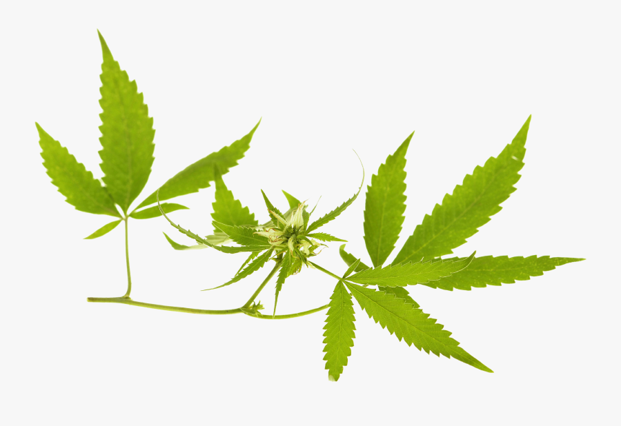 Cannabis Banner Png, Transparent Clipart