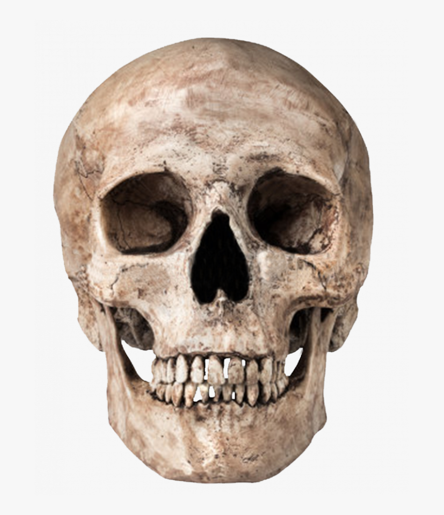 Skeleton Face Png - Skull Png, Transparent Clipart