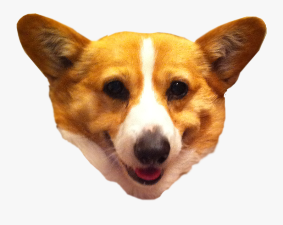 Pembroke Welsh Corgi Cardigan Welsh Corgi Dorgi Puppy - Corgi Face No Background, Transparent Clipart
