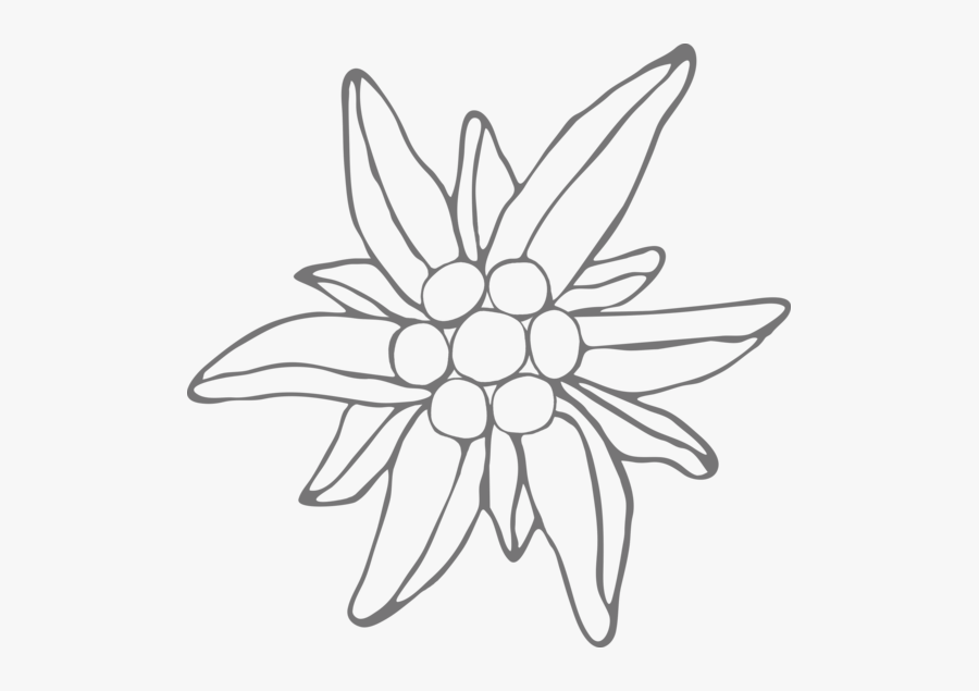 Edelweiss Flower Drawing Transparent, Transparent Clipart