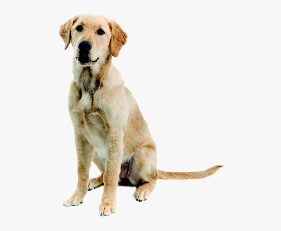 Golden Retriever Clipart Chocolate Lab Puppy - Mischling Labrador Golden Retriever, Transparent Clipart
