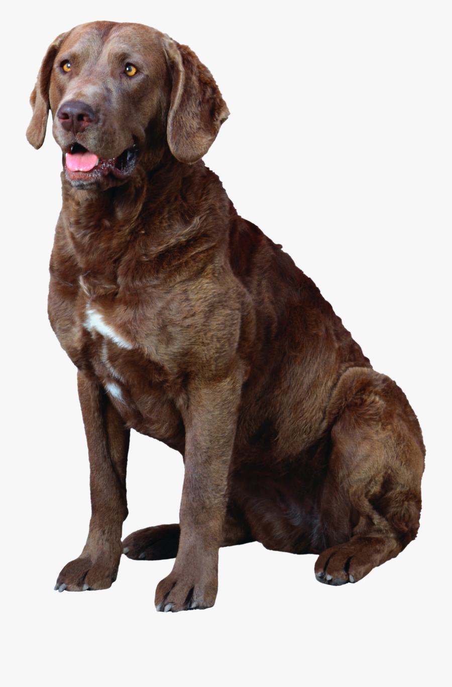 chesapeake lab retriever