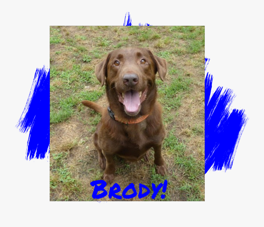 Lab Rescue Of L - Chesapeake Bay Retriever, Transparent Clipart