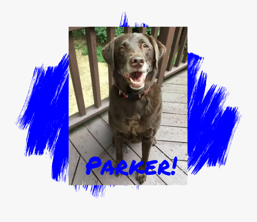 Dog Catches Something - Dog Blue Paws, Transparent Clipart