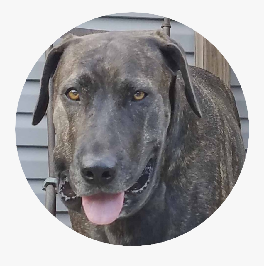 Transparent Dog Bite Clipart - Labrador Retriever, Transparent Clipart