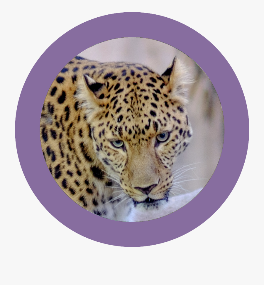 Wildlife Walk - African Leopard, Transparent Clipart