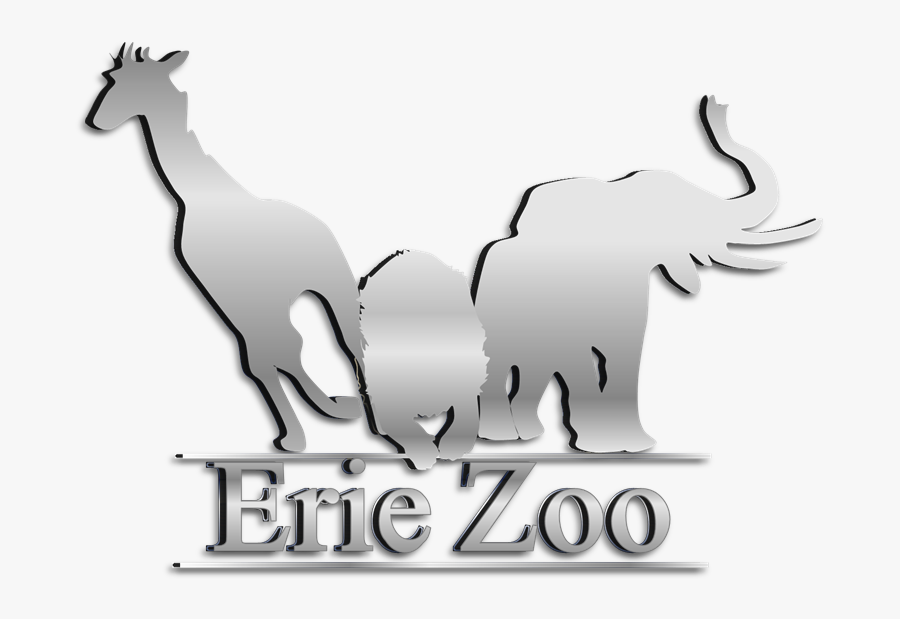 Kangaroo, Transparent Clipart