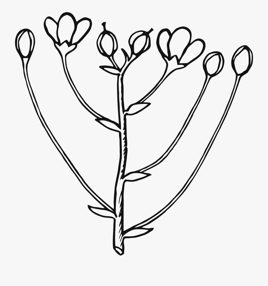 Growth Clipart Flower Bud - Flower Bud Clipart Black And White, Transparent Clipart
