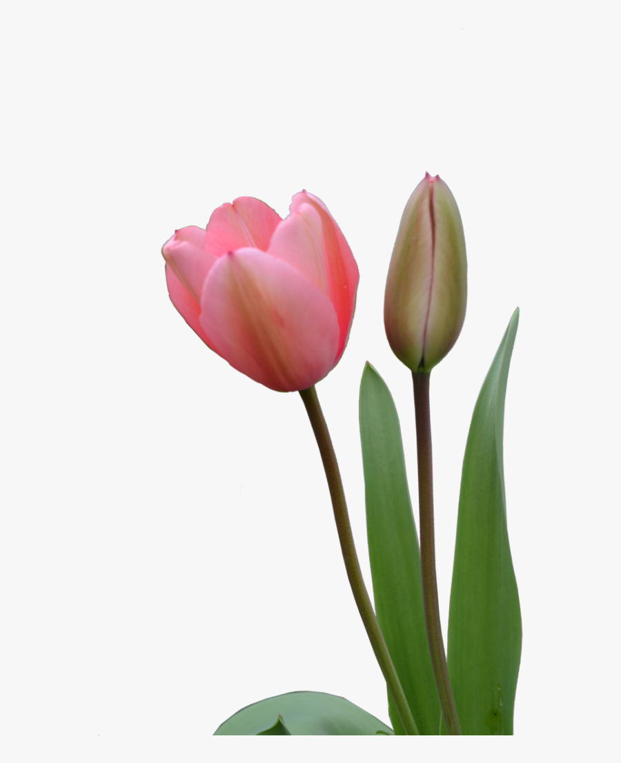 Tulip Bud Png- - Tulip Bud Png, Transparent Clipart