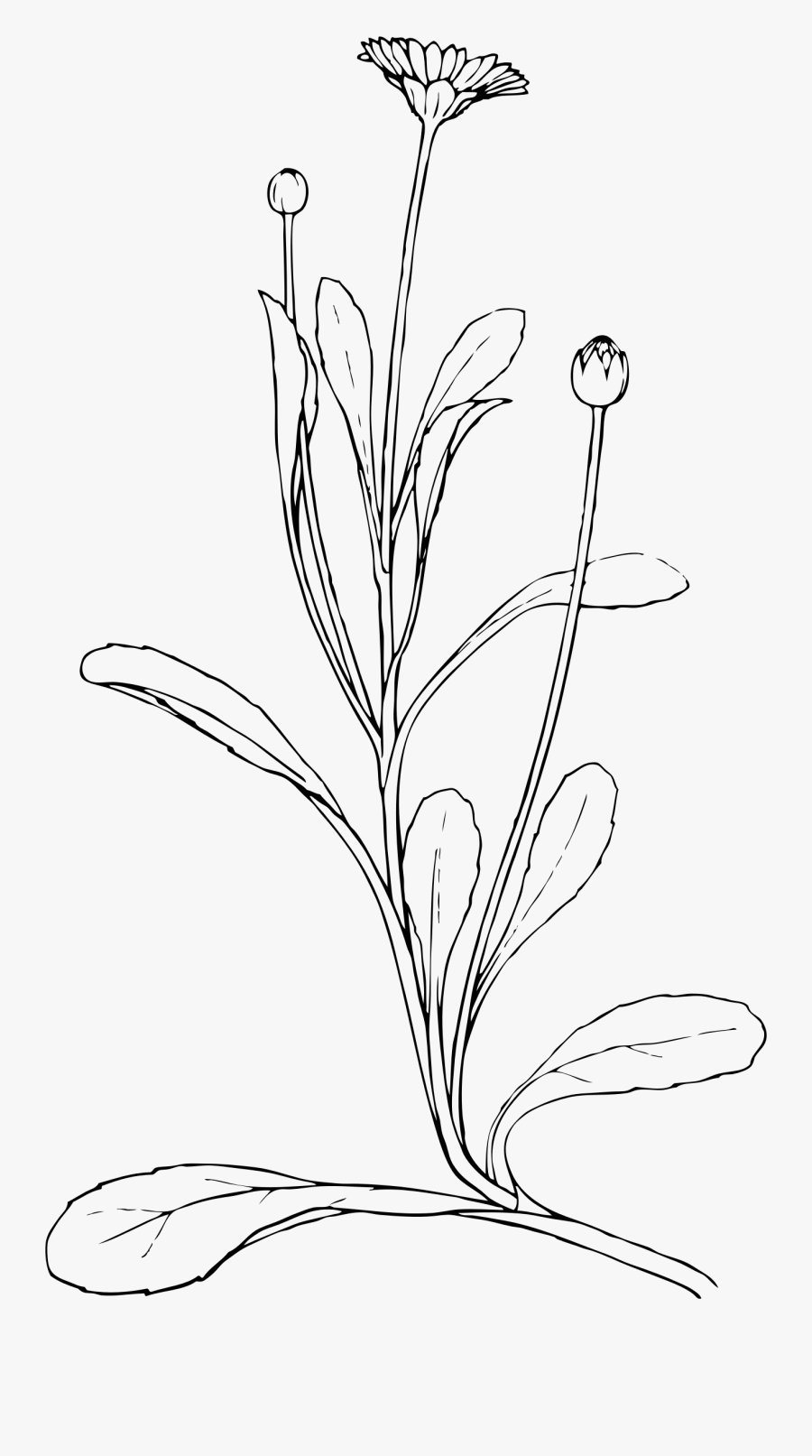 Bud Free On Dumielauxepices - Diagram Of A Daisy Plant, Transparent Clipart