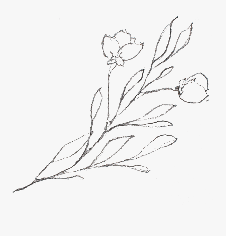 Bud Drawing Hop - Sketch, Transparent Clipart