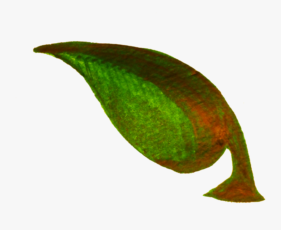 Twig Drawing Bud - Twig, Transparent Clipart