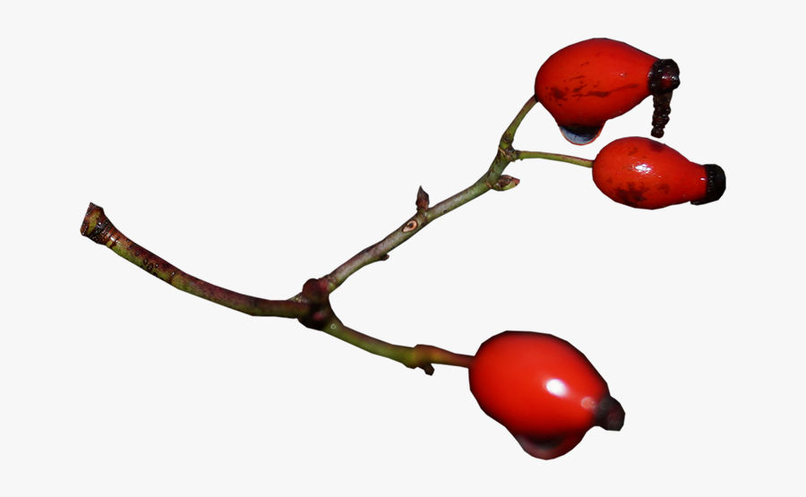 Rose Hip Clipart , Png Download - Rose Hip, Transparent Clipart