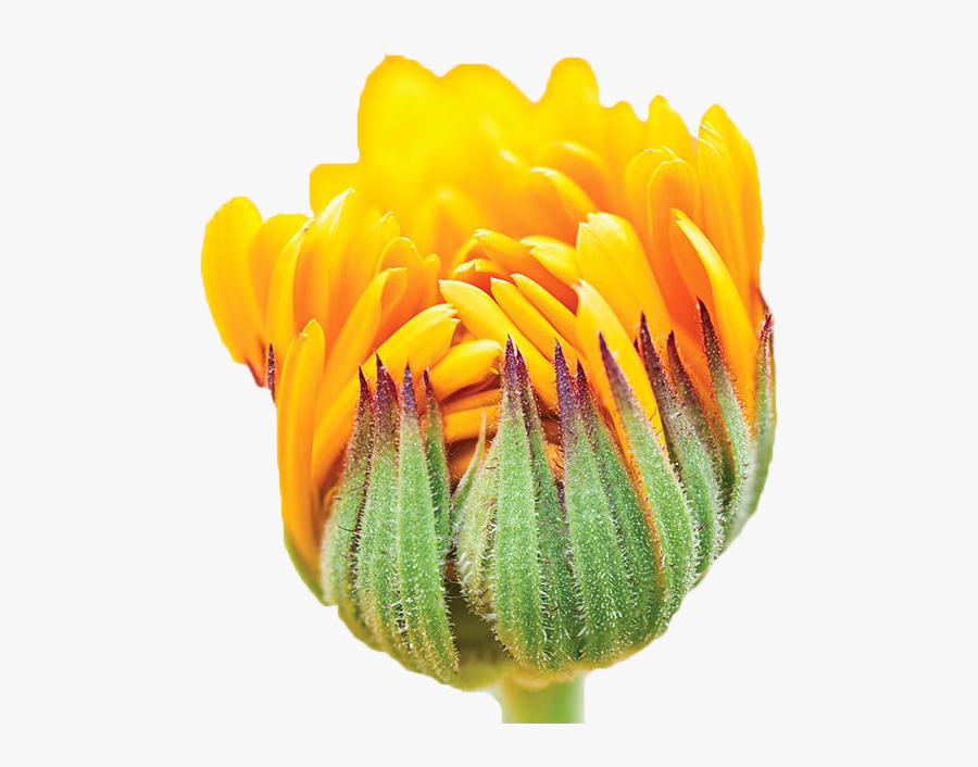 Clip Art Schwxe Bisch Gmxfcnd Calendula - Sunflowers Bud Png, Transparent Clipart