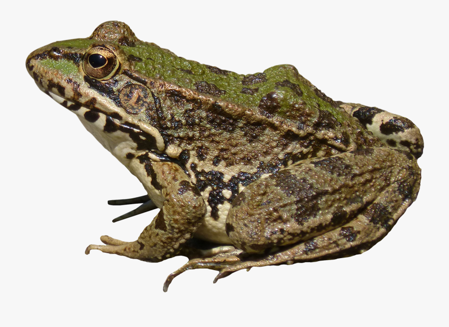 Frog Png Image Free - Frog Png, Transparent Clipart