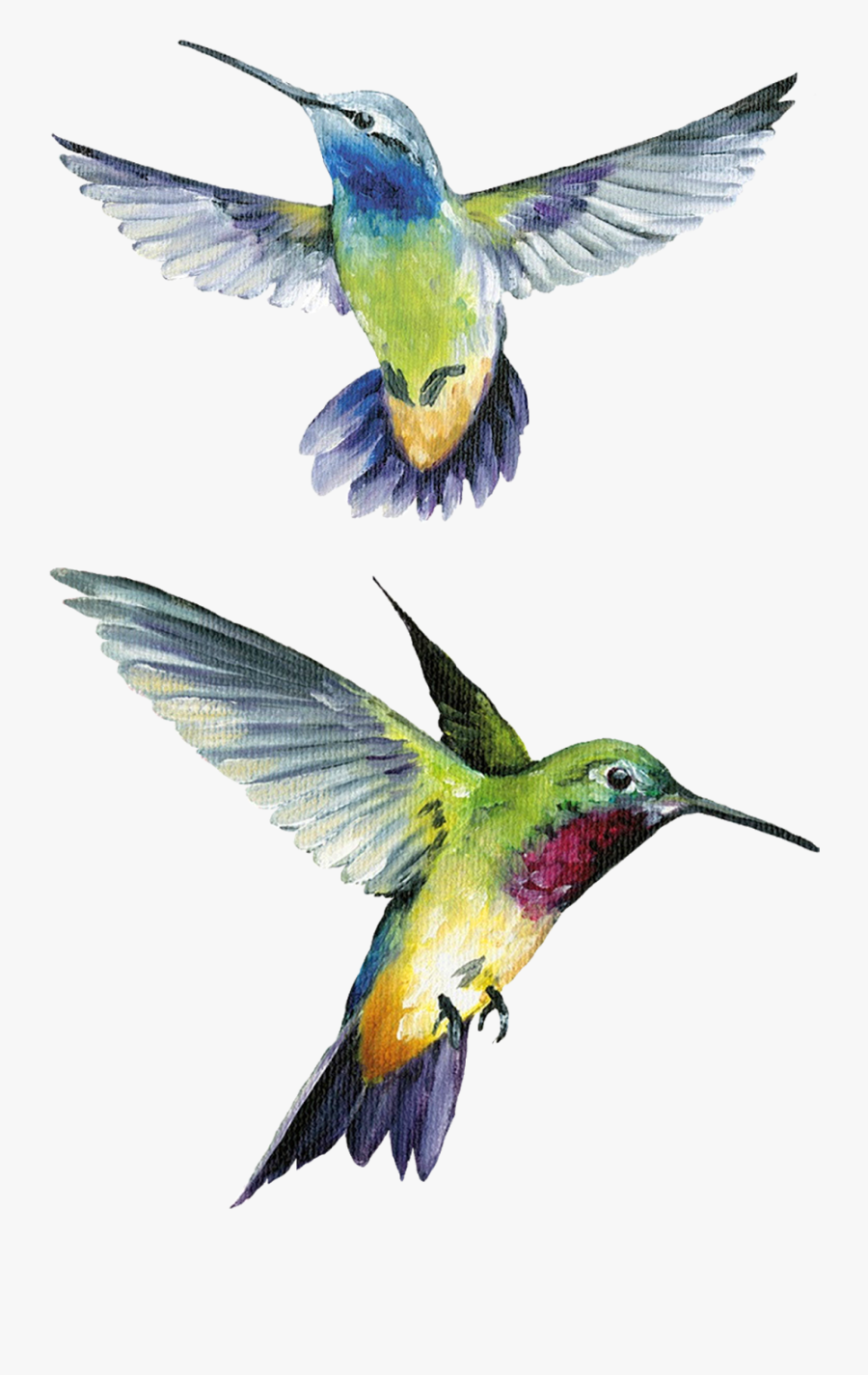 Transparent Humming Bird Clipart - Painting, Transparent Clipart