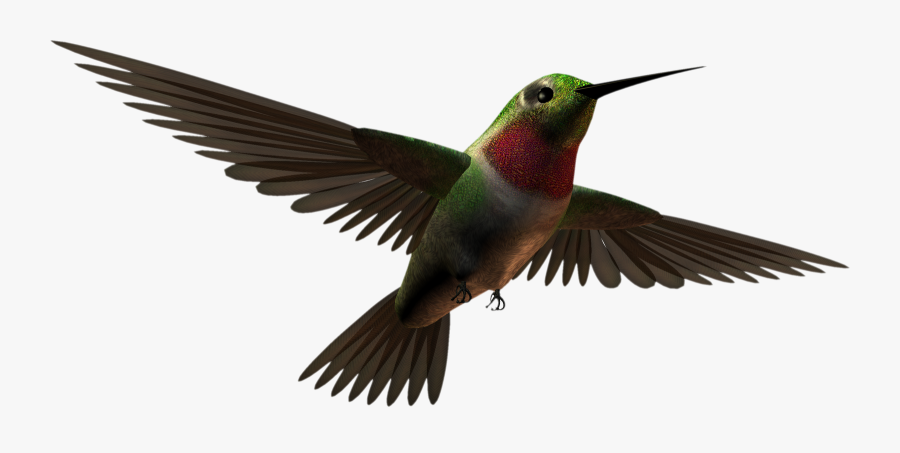 Free Download Aves Clipart Hummingbird - Aves Png, Transparent Clipart