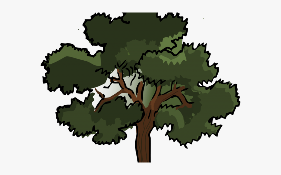 Live Oak Tree Clip Art, Transparent Clipart