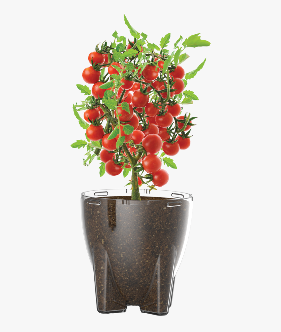 Cherry Tomato Plant Png, Transparent Clipart