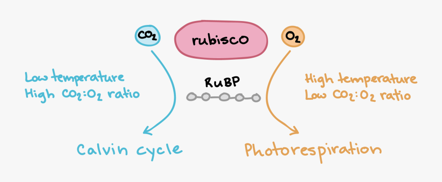 Photorespiration Bad, Transparent Clipart