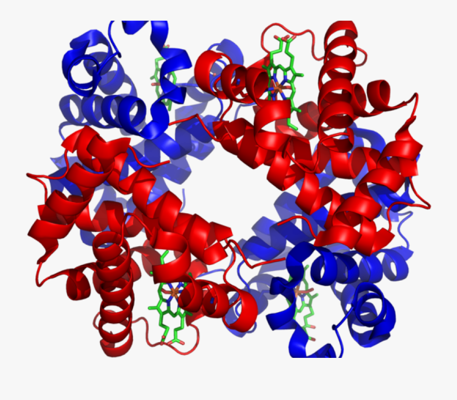 Haemoglobin - Protein With Alpha Helix And Beta Sheet, Transparent Clipart