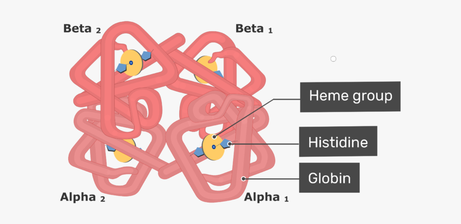 Hemoglobin Molecule, Transparent Clipart