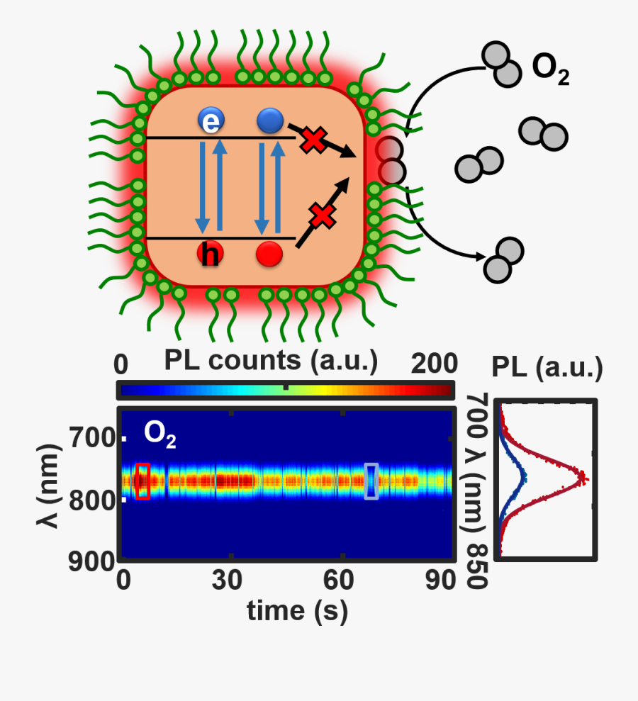 Circle, Transparent Clipart
