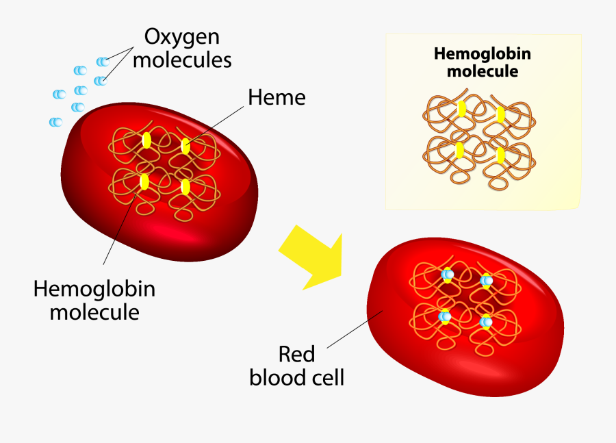 Red Blood Cells Contents, Transparent Clipart