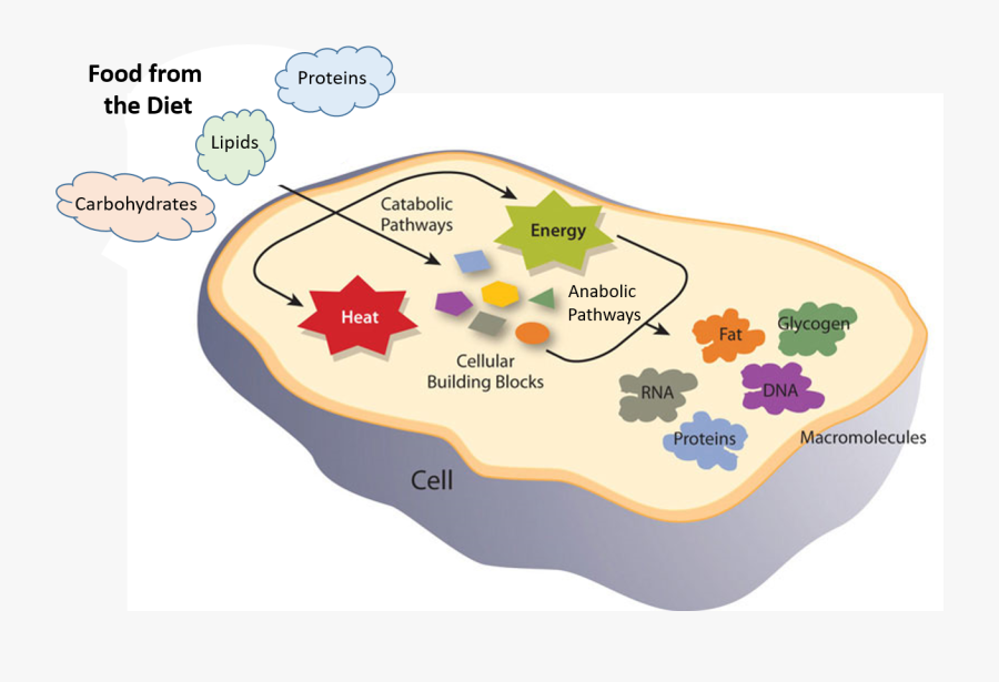 Cell Metabolism Anabolism And Catabolism, Transparent Clipart